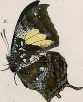 An illustration from (Band 2) (1806)