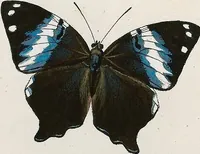 An illustration from (Band 2) (1806)