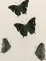An illustration from (Band 2) (1806)