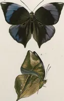An illustration from (Band 2) (1806)