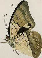 An illustration from (Band 2) (1806)