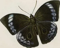An illustration from (Band 2) (1806)