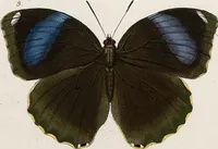 An illustration from (Band 2) (1806)