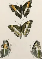 An illustration from (Band 2) (1806)