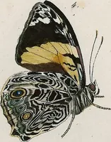 An illustration from (Band 2) (1806)