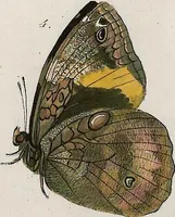 An illustration from (Band 2) (1806)
