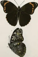 An illustration from (Band 2) (1806)