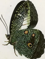 Picture 61 of 179 from (Band 2) (1806), leaf 76