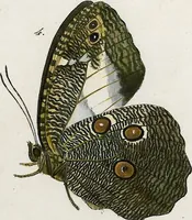 An illustration from (Band 2) (1806)