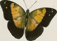 An illustration from (Band 2) (1806)