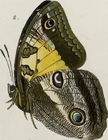 An illustration from (Band 2) (1806)