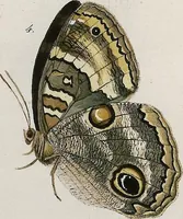 An illustration from (Band 2) (1806)