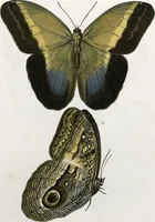 An illustration from (Band 2) (1806)