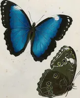 An illustration from (Band 2) (1806)