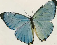 An illustration from (Band 2) (1806)