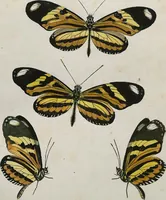 An illustration from (Band 2) (1806)