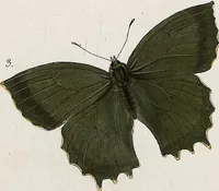 Picture 77 of 179 from (Band 2) (1806), leaf 91