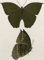 An illustration from (Band 2) (1806)