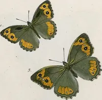 An illustration from (Band 2) (1806)