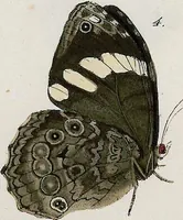 An illustration from (Band 2) (1806)