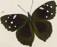 An illustration from (Band 2) (1806)