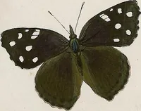 An illustration from (Band 2) (1806)