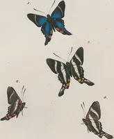 An illustration from (Band 3) (1806)