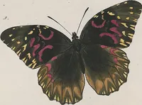 An illustration from (Band 3) (1806)