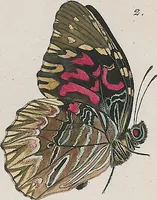 An illustration from (Band 3) (1806)