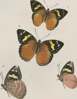 An illustration from (Band 3) (1806)