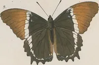 An illustration from (Band 3) (1806)