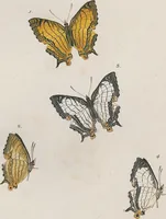An illustration from (Band 3) (1806)