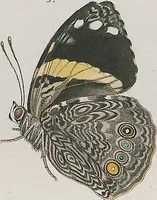 An illustration from (Band 3) (1806)