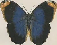 An illustration from (Band 3) (1806)