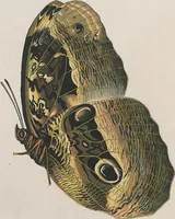 An illustration from (Band 3) (1806)