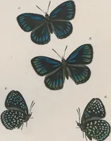 An illustration from (Band 3) (1806)