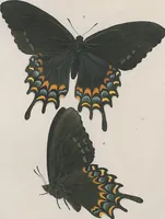 An illustration from (Band 3) (1806)