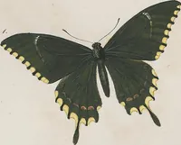 An illustration from (Band 3) (1806)