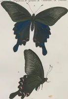 An illustration from (Band 3) (1806)