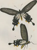 An illustration from (Band 3) (1806)