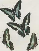 An illustration from (Band 3) (1806)