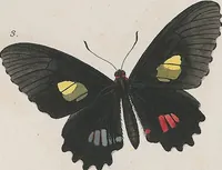 An illustration from (Band 3) (1806)