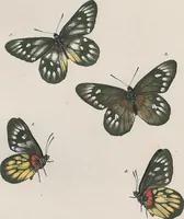 An illustration from (Band 3) (1806)