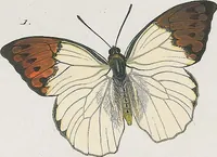 An illustration from (Band 3) (1806)