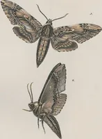 An illustration from (Band 3) (1806)