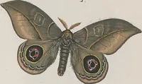 An illustration from (Band 3) (1806)