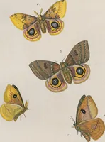 An illustration from (Band 3) (1806)