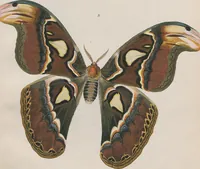 An illustration from (Band 3) (1806)