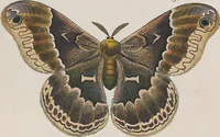 An illustration from (Band 3) (1806)