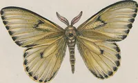 An illustration from (Band 3) (1806)